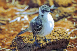 Image of Galapagos Mockingbird