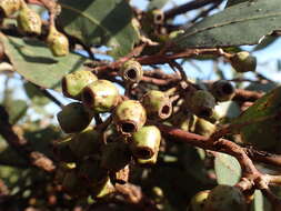 Image of Eucalyptus cooperiana F. Müll.