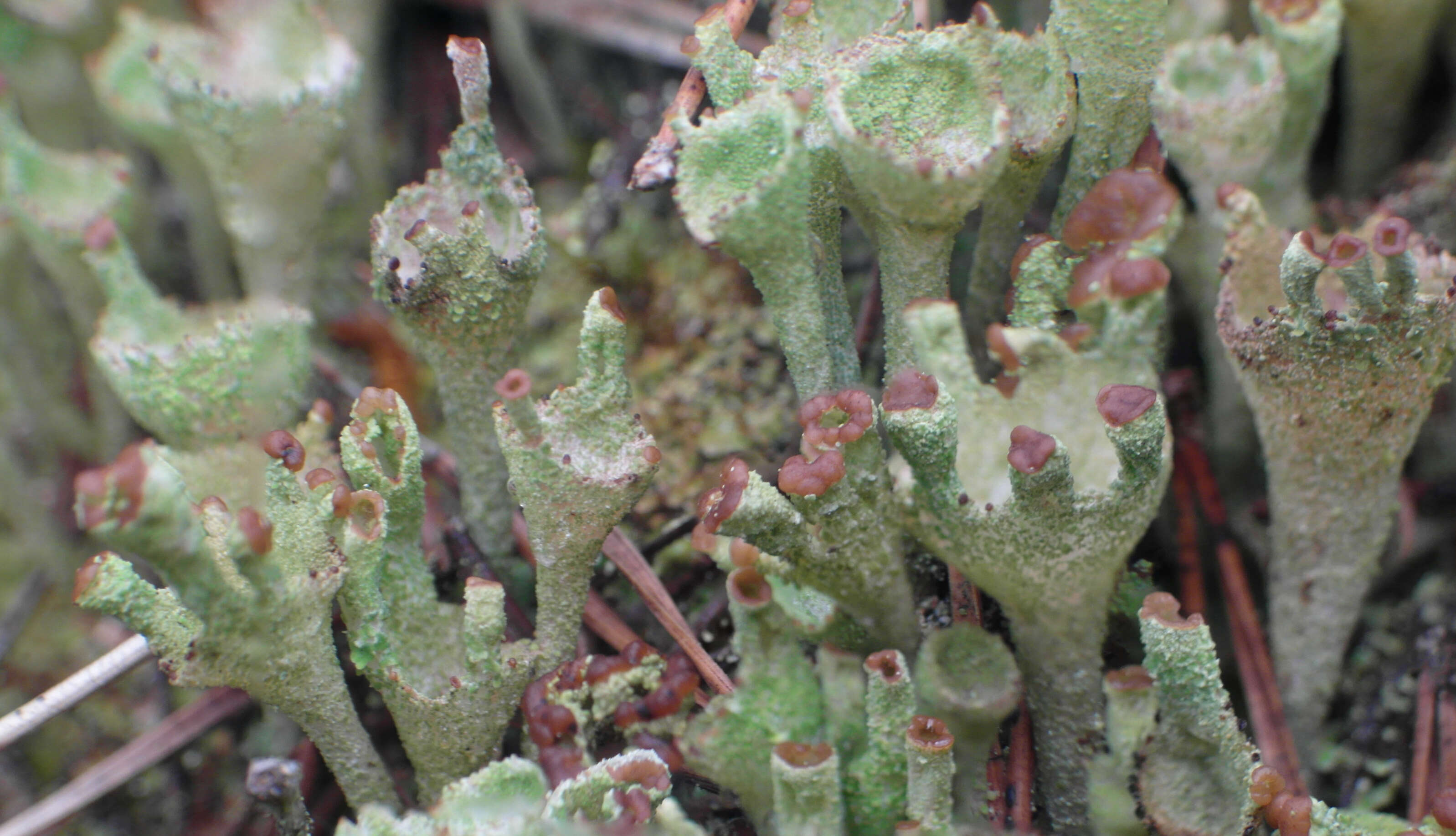 Image of cup lichen