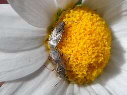 Image of False Chinch Bug