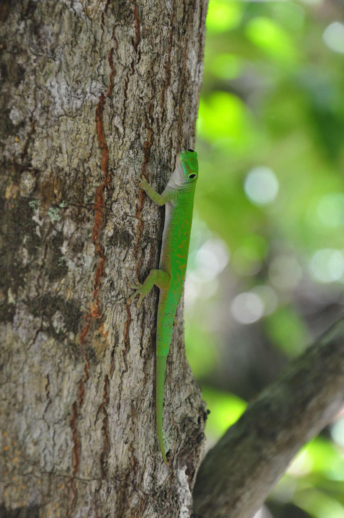 Imagem de Phelsuma astriata Tornier 1901