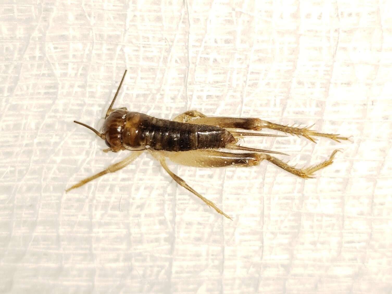 Image of Short-tailed Crickets