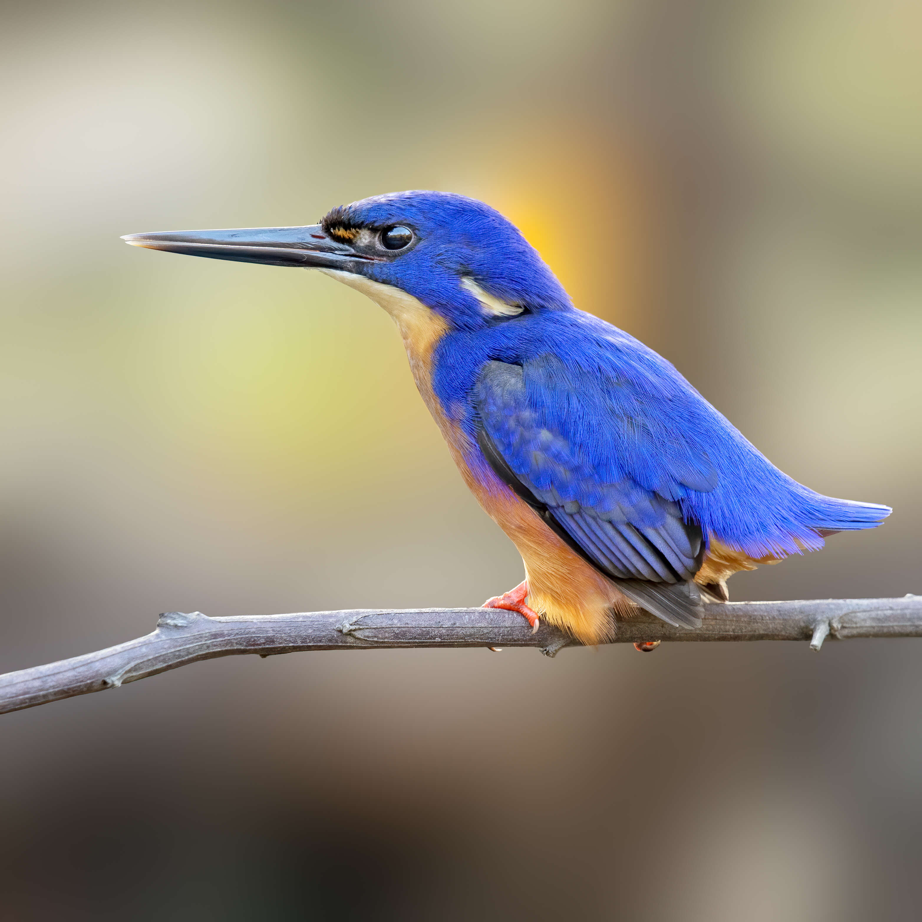 Image of Azure Kingfisher