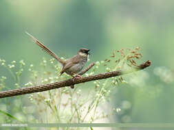 Image of Grey-breasted Prinia