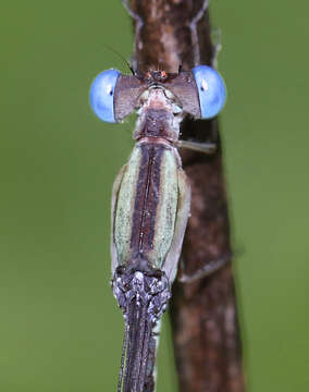 Image of Lestes patricia Fraser 1924