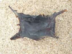 Image of Thornback skate