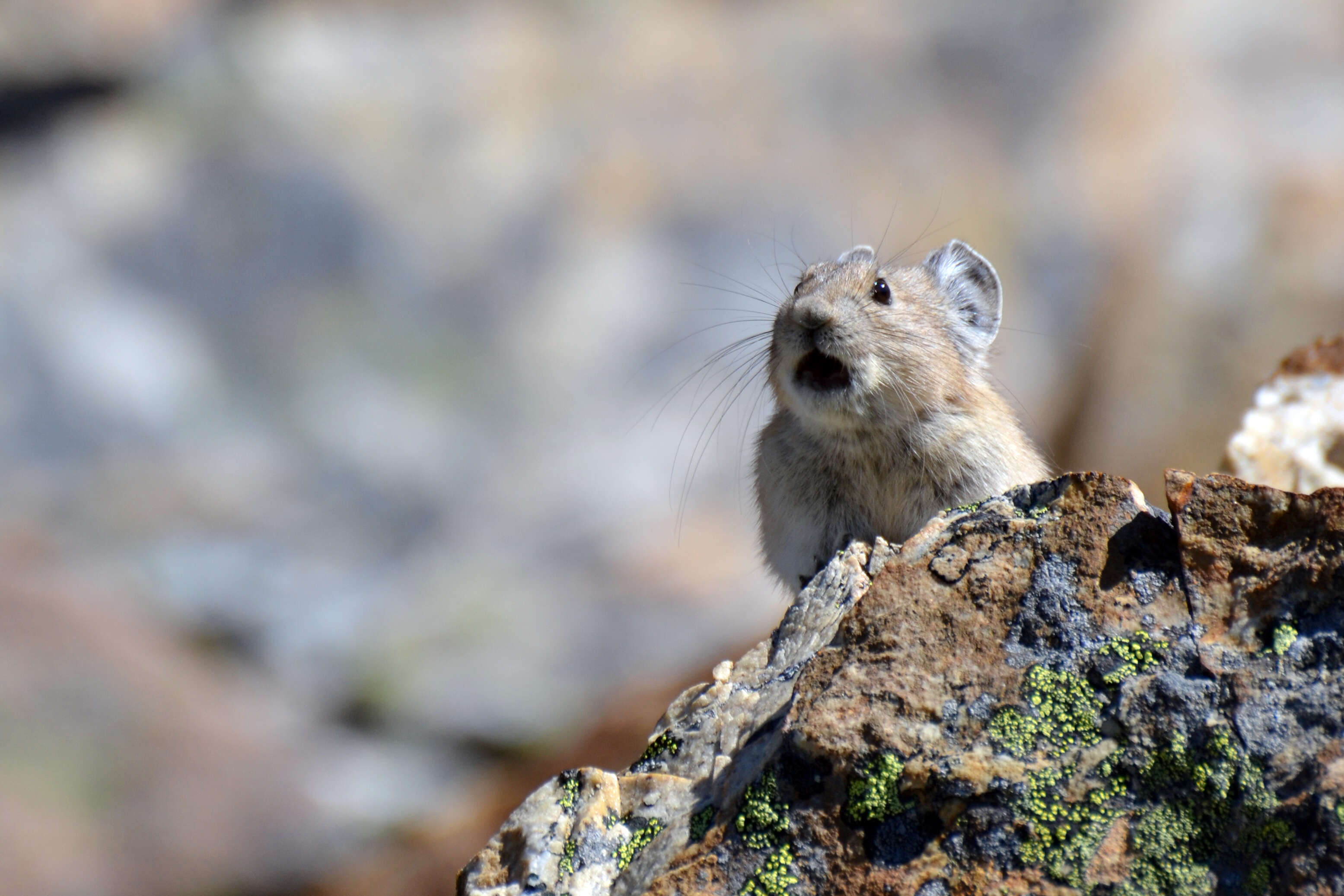 Image of pikas