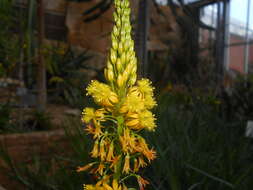 Image of Bulbine alooides (L.) Willd.