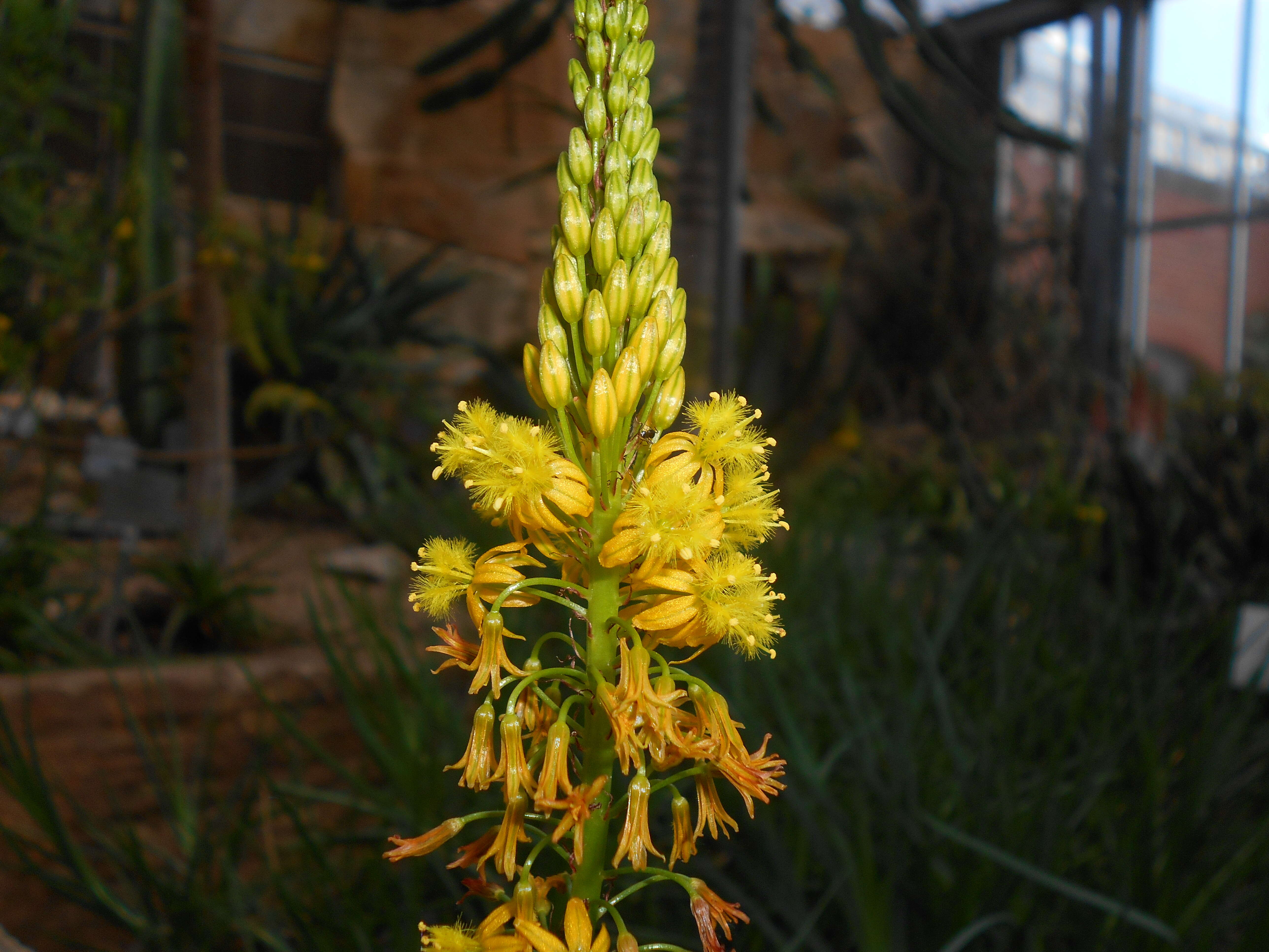 Image of Bulbine alooides (L.) Willd.