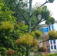 Image of Agave de-meesteriana Jacobi