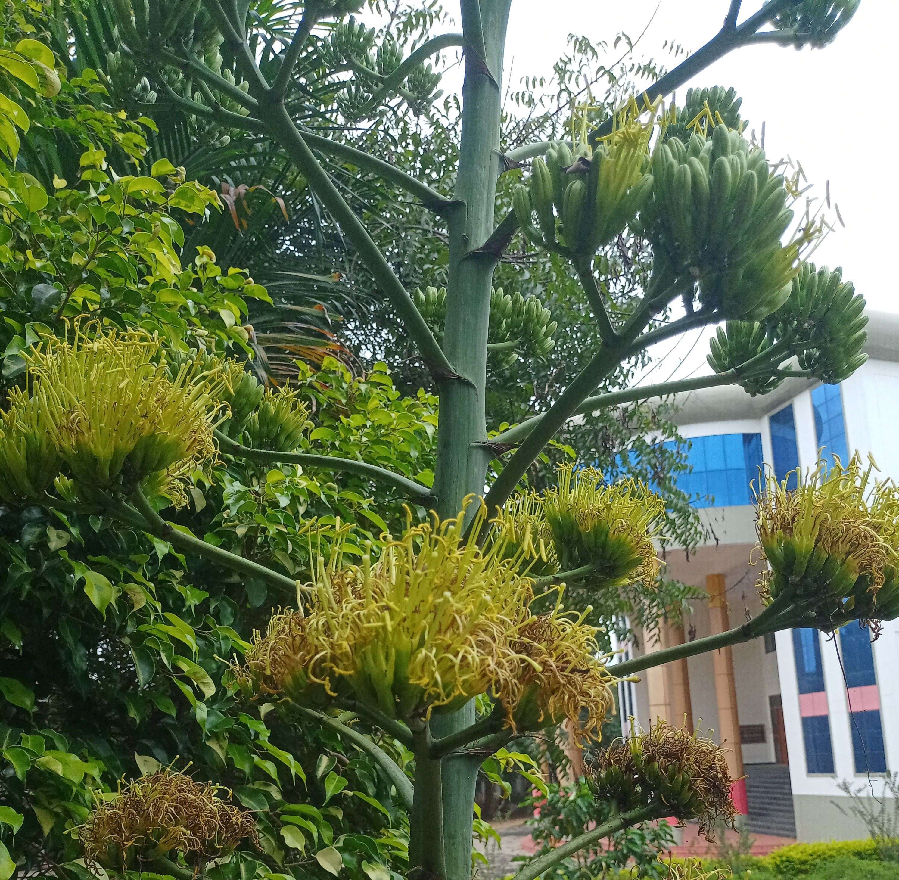 Image of Agave de-meesteriana Jacobi