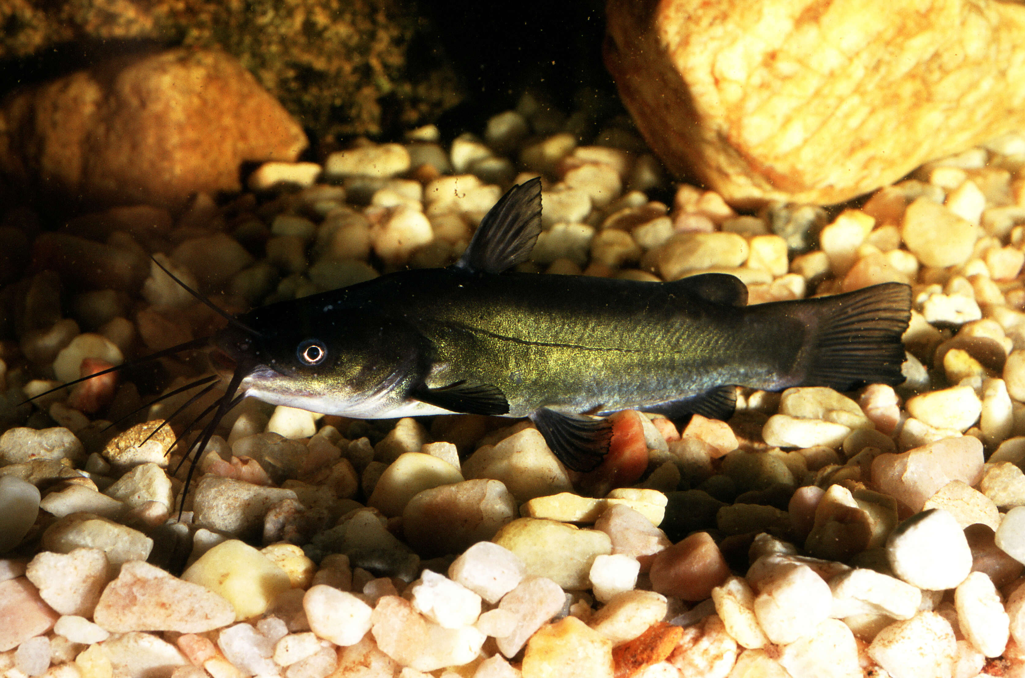 Image of Black Bullhead