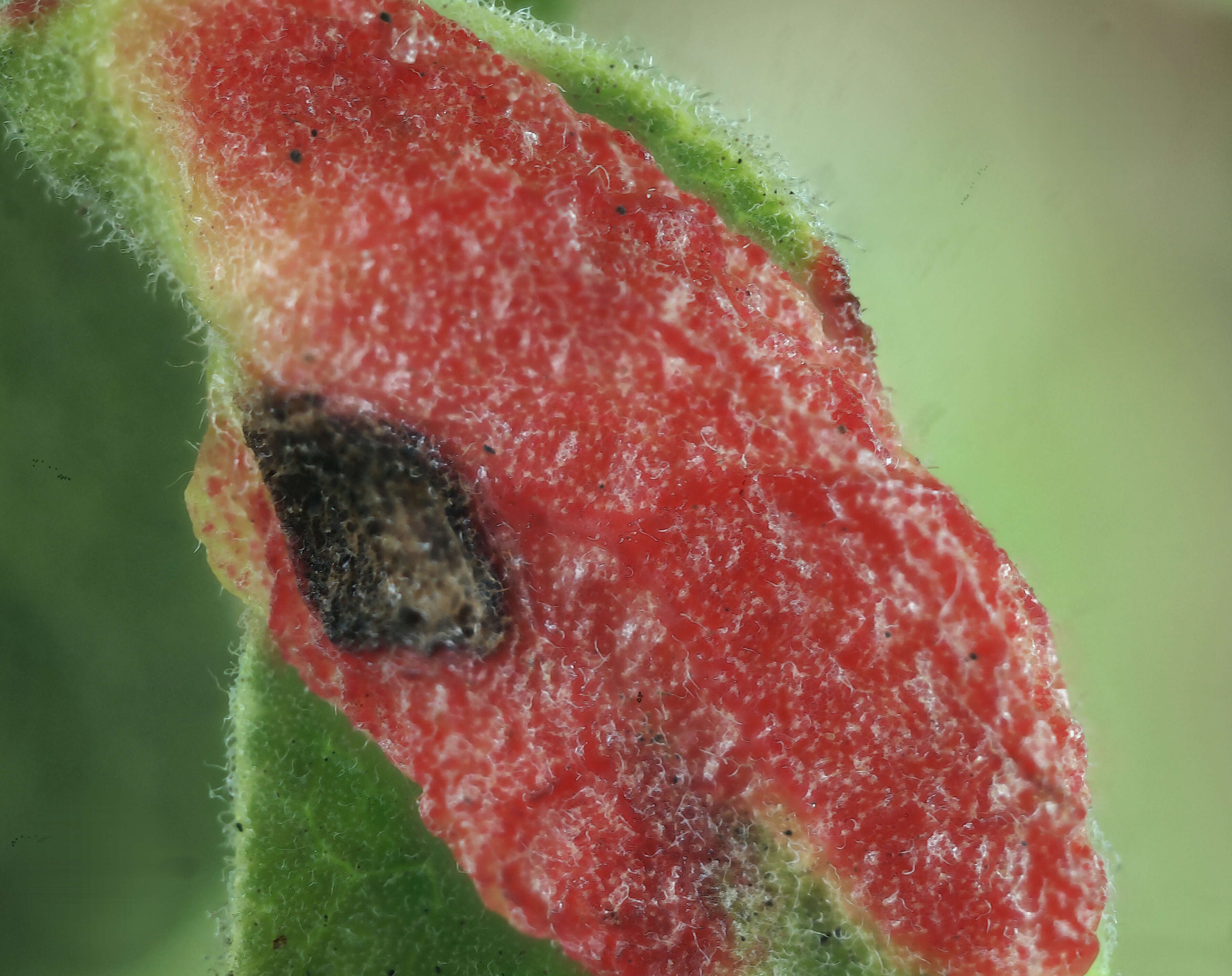 Image of Manzanita Leaf Gall Aphid