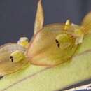Image of Acianthera octophrys (Rchb. fil.) Pridgeon & M. W. Chase