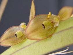 Image of Acianthera octophrys (Rchb. fil.) Pridgeon & M. W. Chase