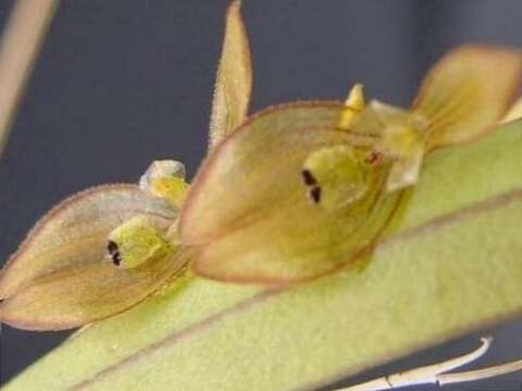 Image de Acianthera octophrys (Rchb. fil.) Pridgeon & M. W. Chase