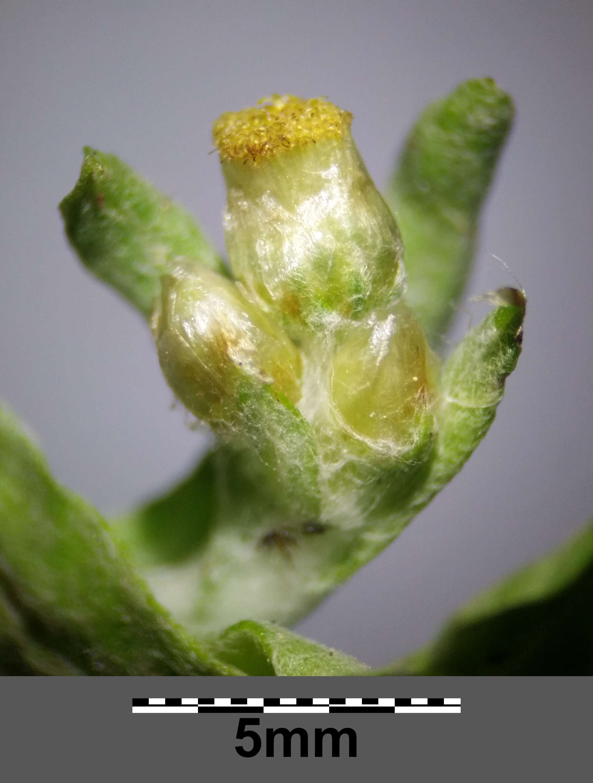 Image of Jersey cudweed