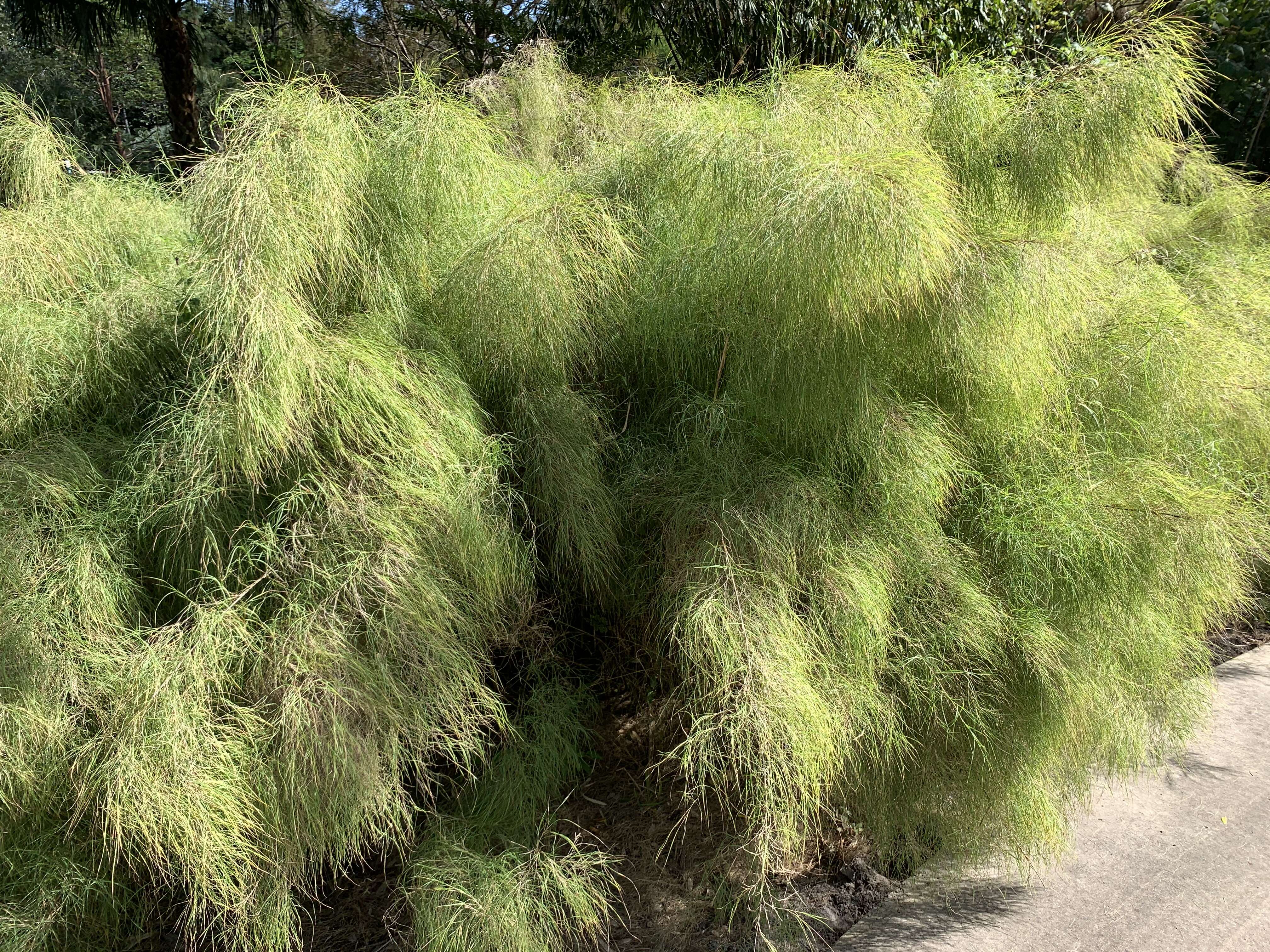 Image de Muhlenbergia dumosa Scribn. ex Vasey