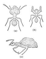 Image of Pheidole dentata Mayr 1886