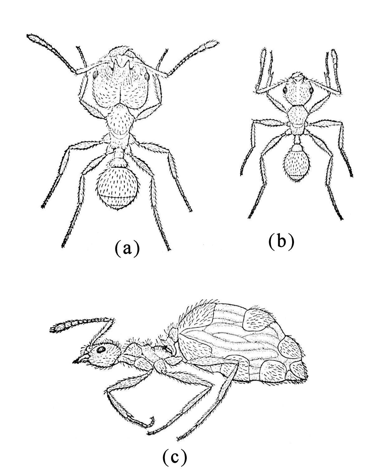 Image of Pheidole dentata Mayr 1886