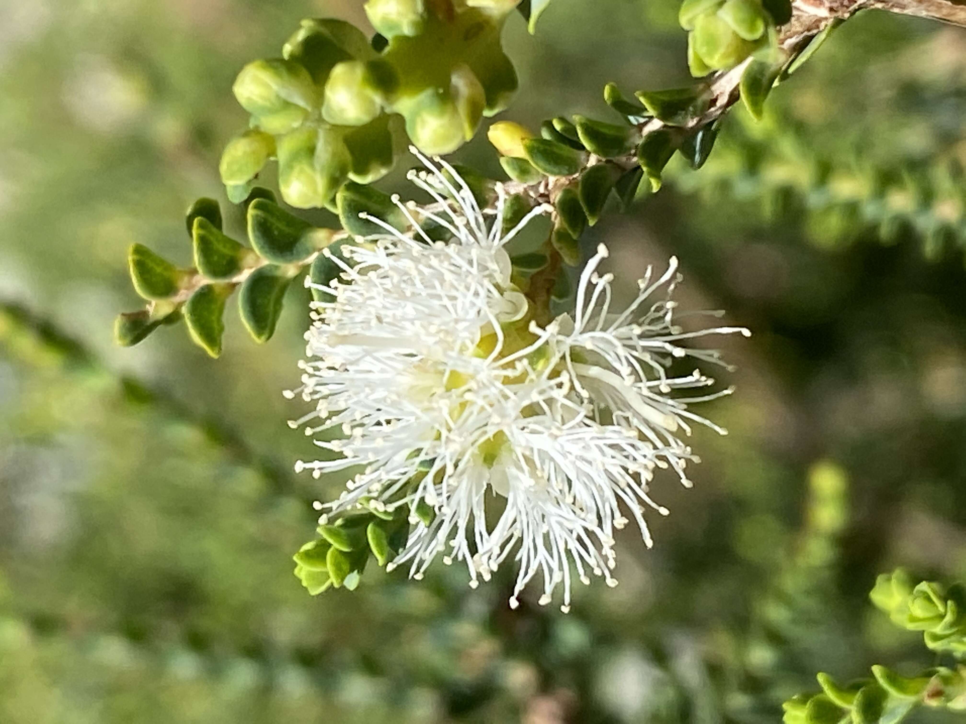 Image of Melaleuca gibbosa Labill.