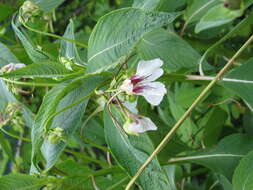 Image of Impatiens tinctoria A. Rich.