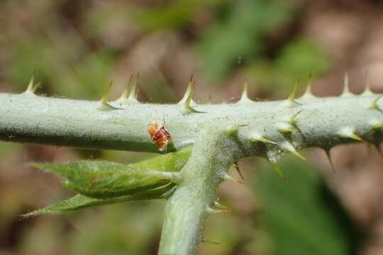 Image of Dewberry