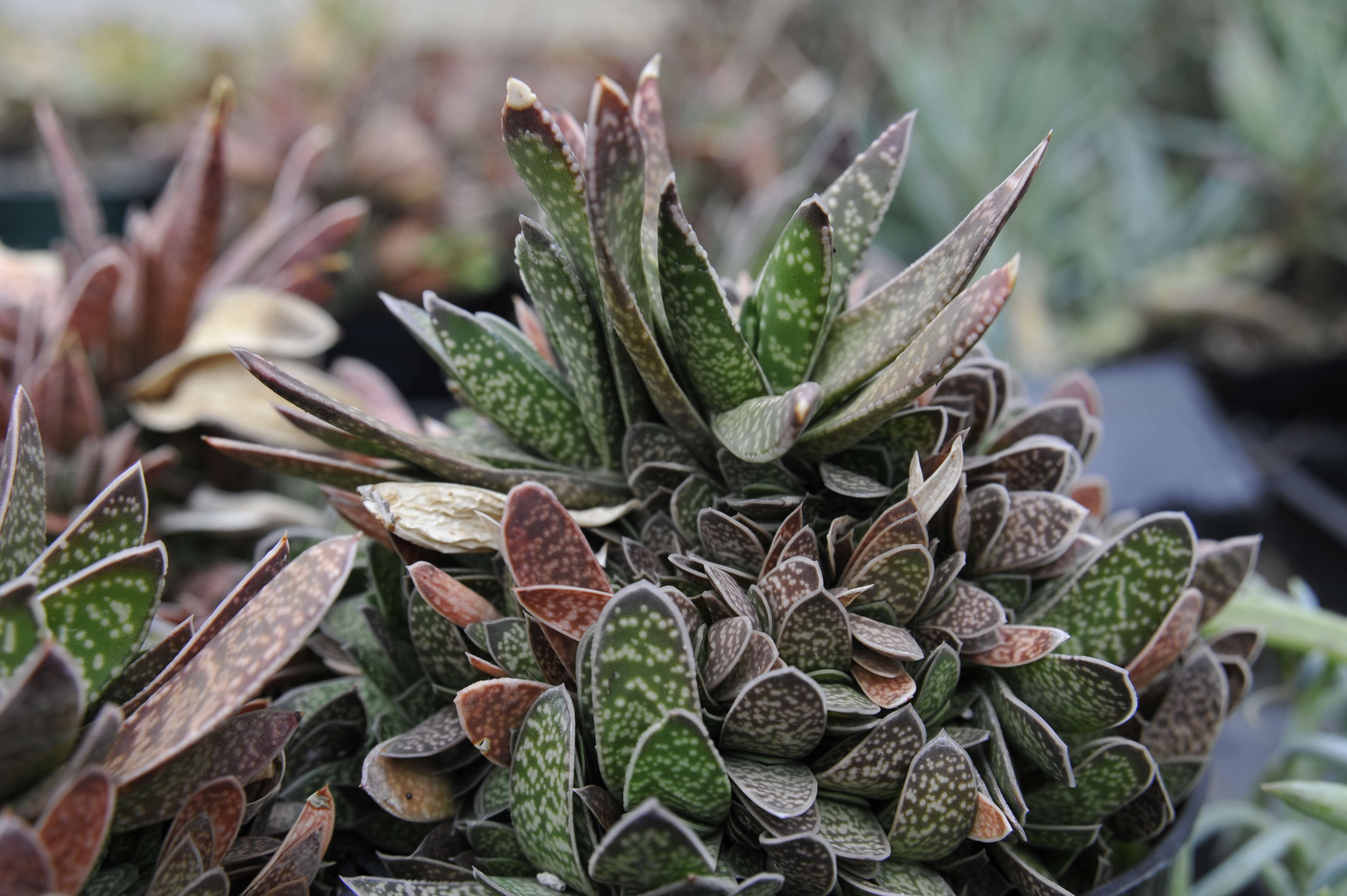 Image of Gasteria obliqua (Aiton) Duval