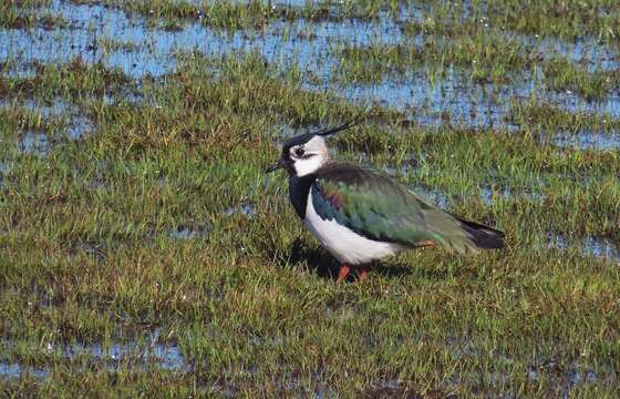 Image of Lapwing