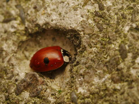 Plancia ëd Adalia bipunctata (Linnaeus 1758)