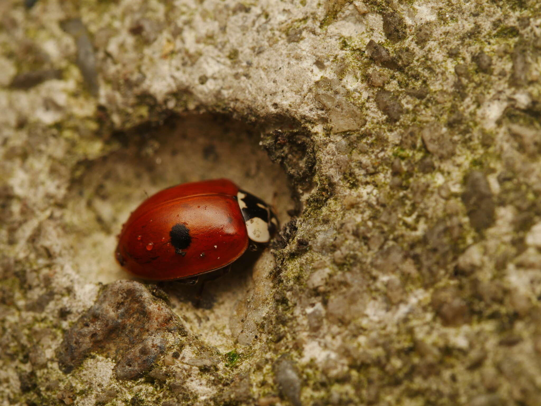 Plancia ëd Adalia bipunctata (Linnaeus 1758)