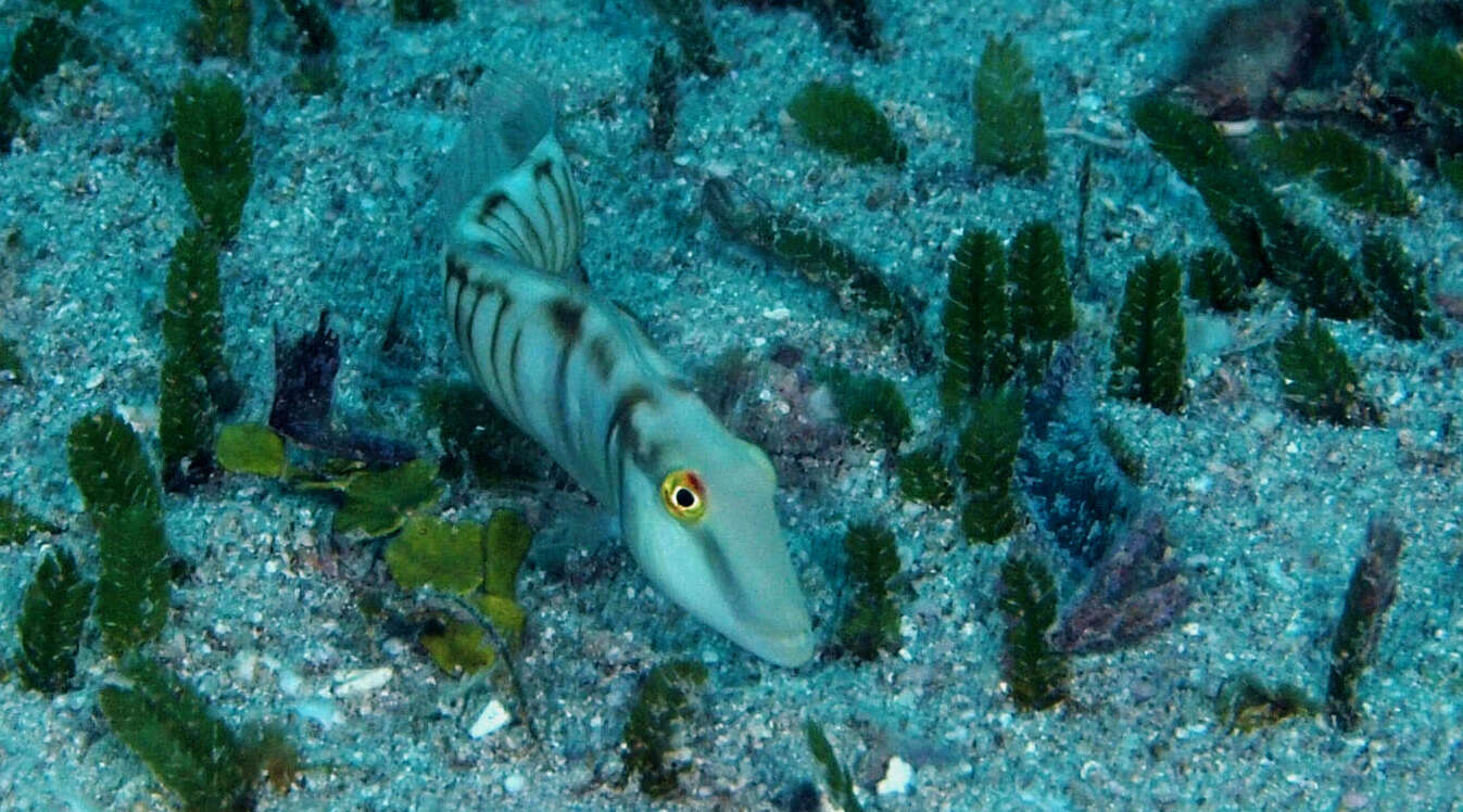 Image of Collared razorfish