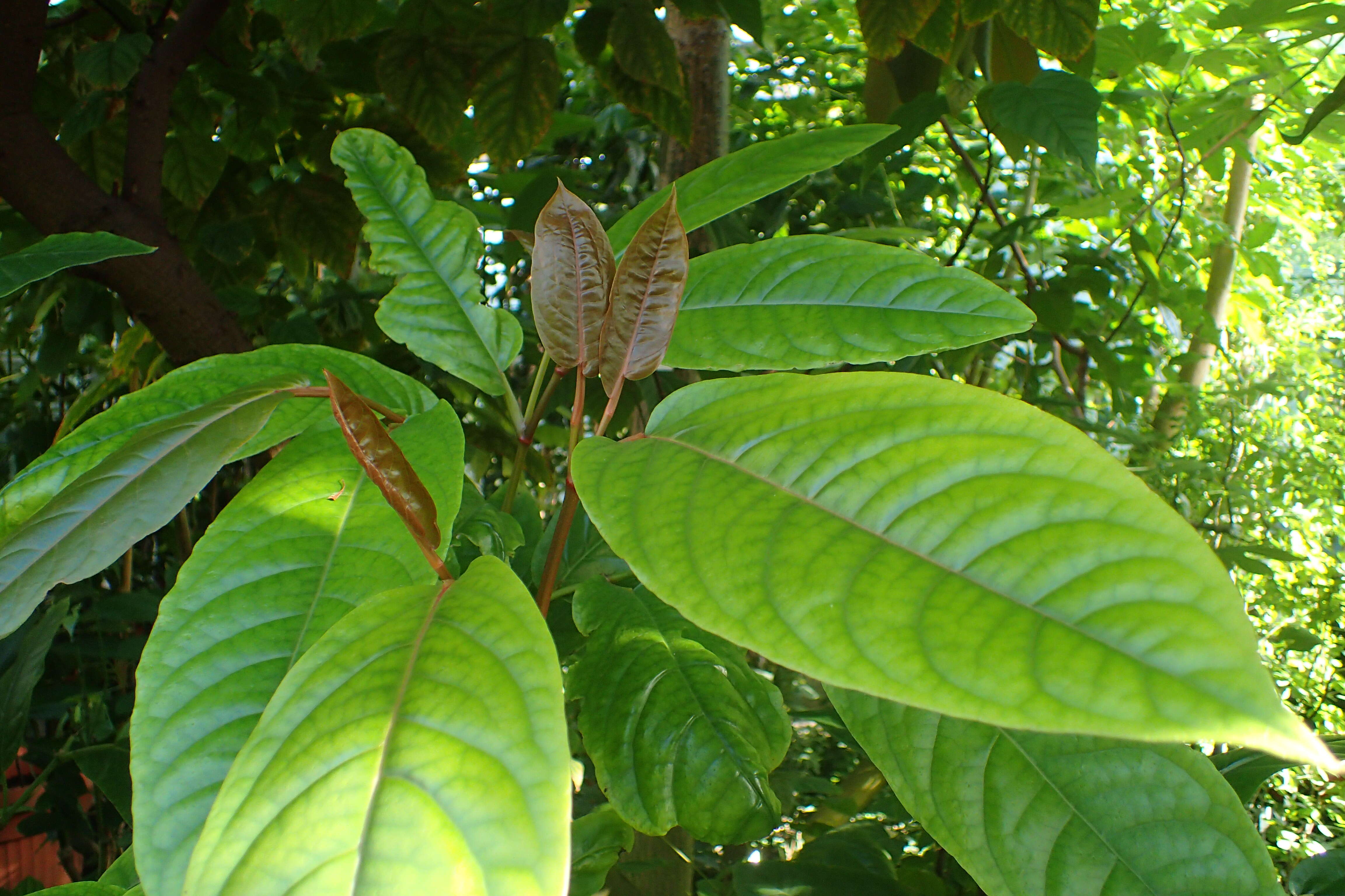 Image of Indian long pepper