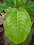 Image of Ficus nymphaeifolia Mill.