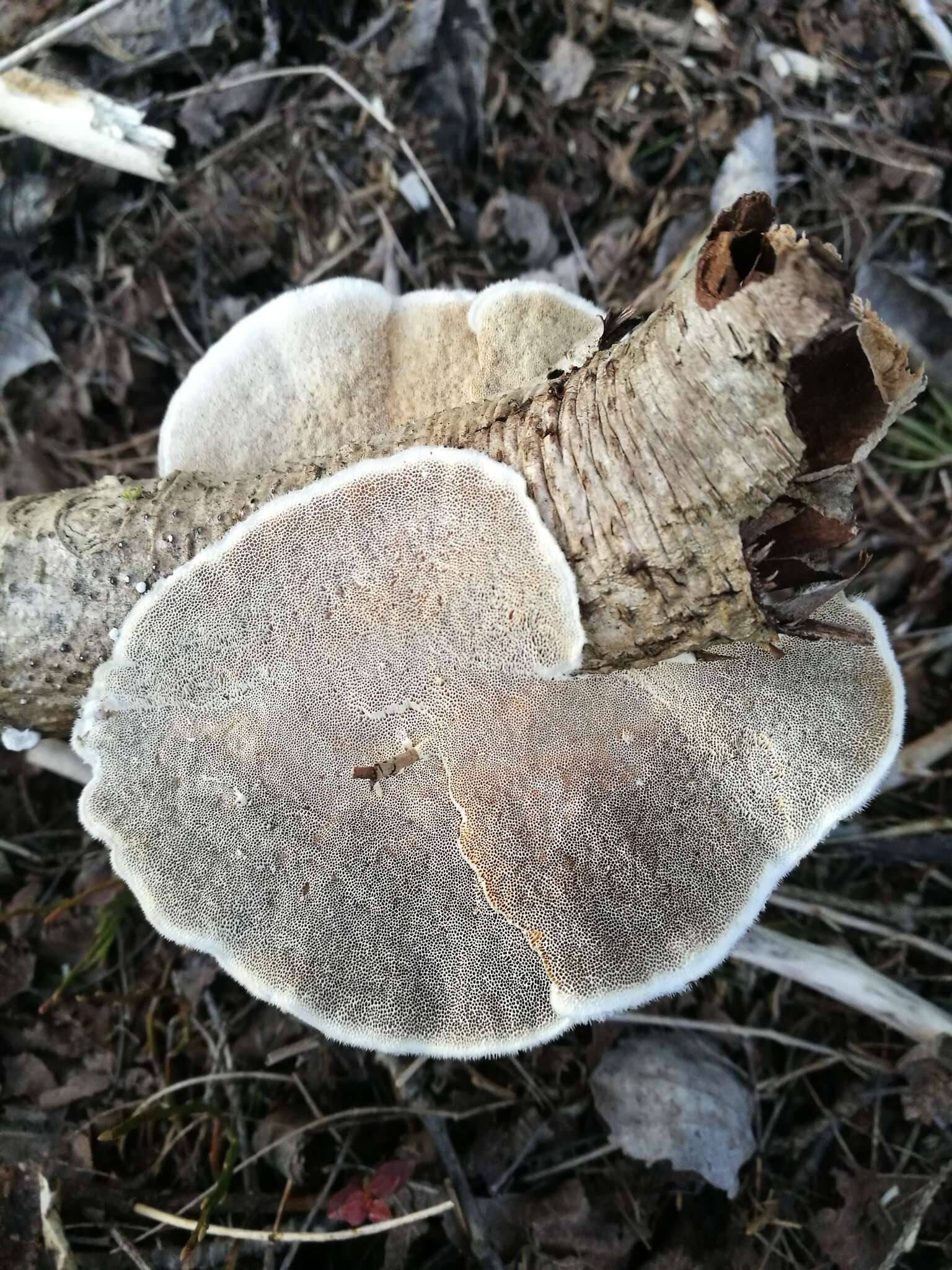 Image of Trametes hirsuta (Wulfen) Lloyd 1924