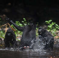 Image of Celebes crested macaque