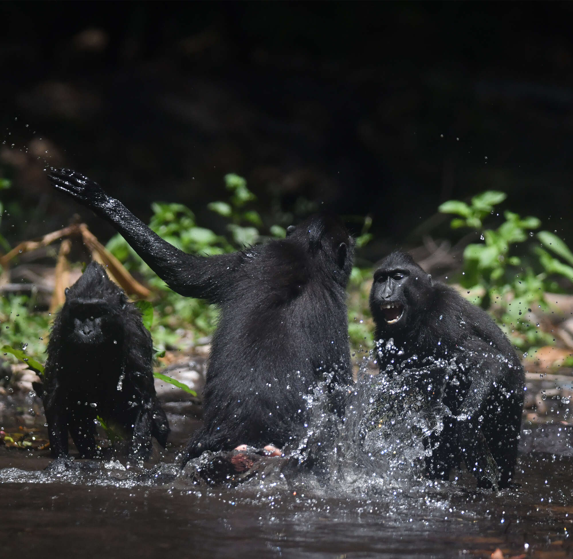 Image of Celebes crested macaque