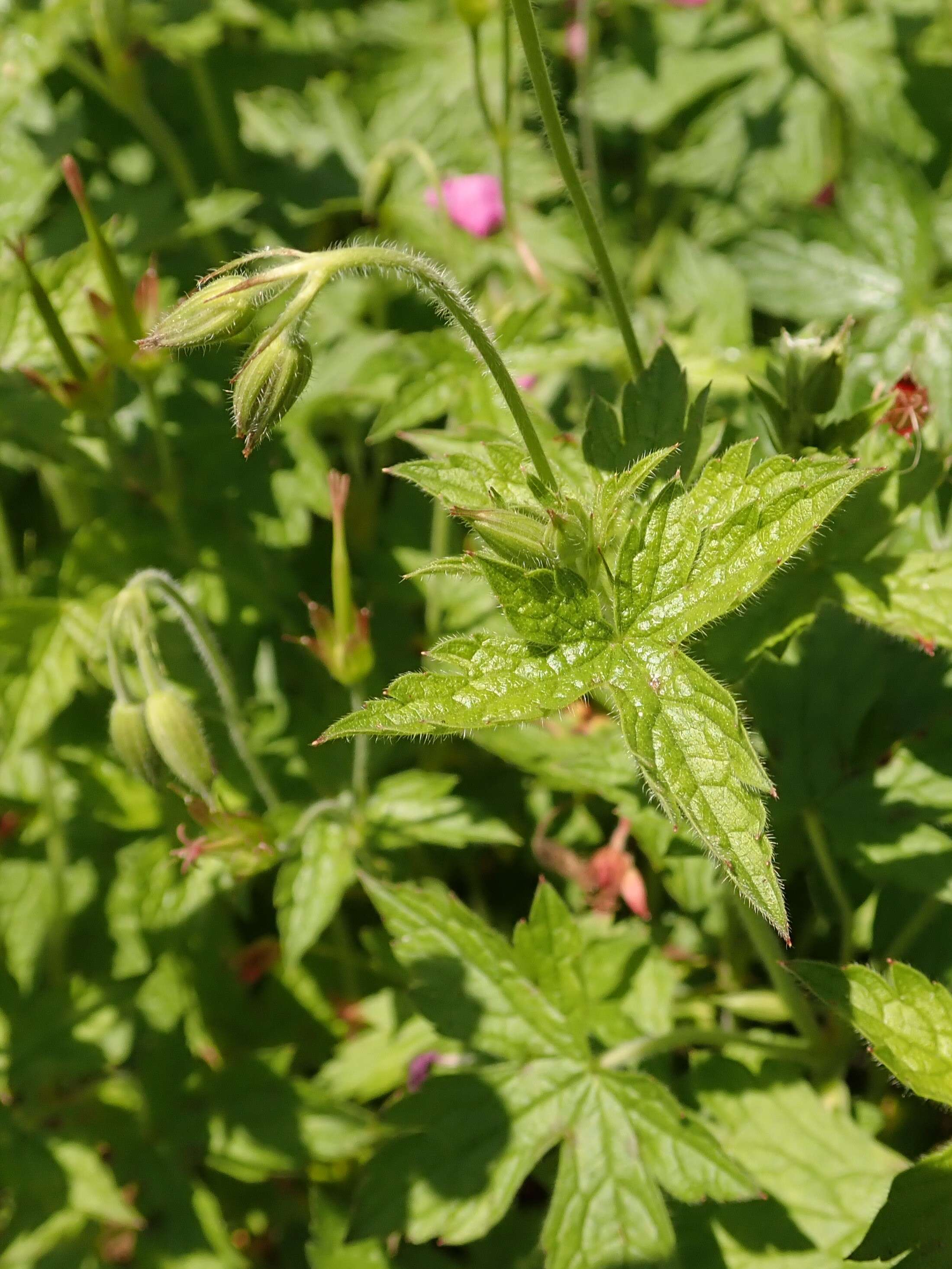 Imagem de Geranium endressii J. Gay