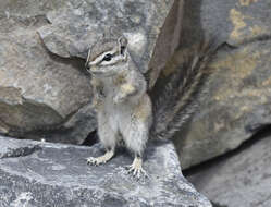 Image of Least Chipmunk