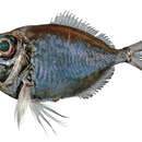 Image of Black Discfish