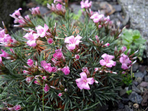 Image of Acantholimon ulicinum (Schult.) Boiss.