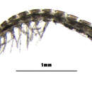 Image of Parabathynellidae