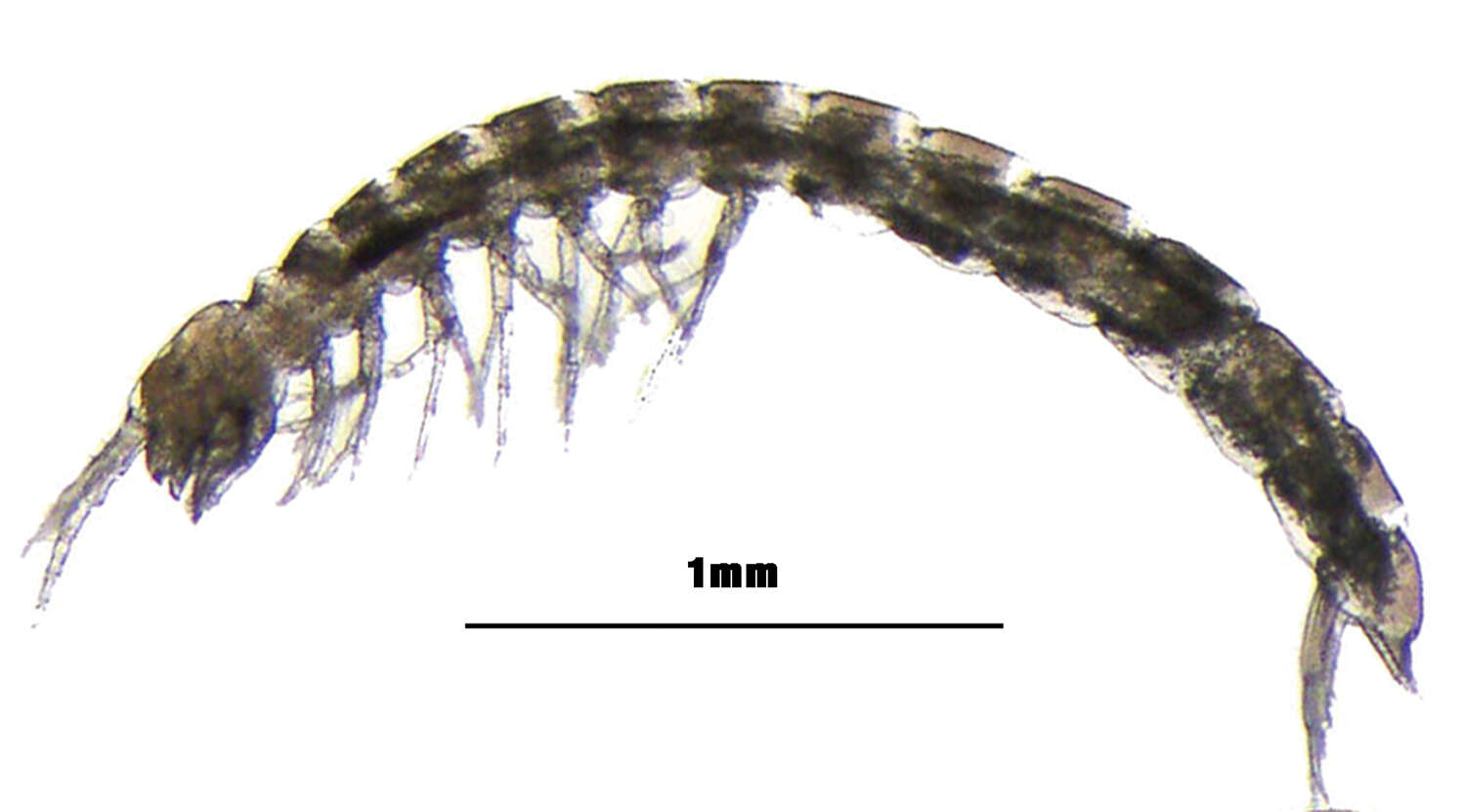 Image de Parabathynellidae
