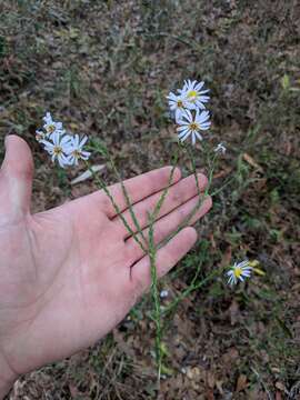 Image of scaleleaf aster