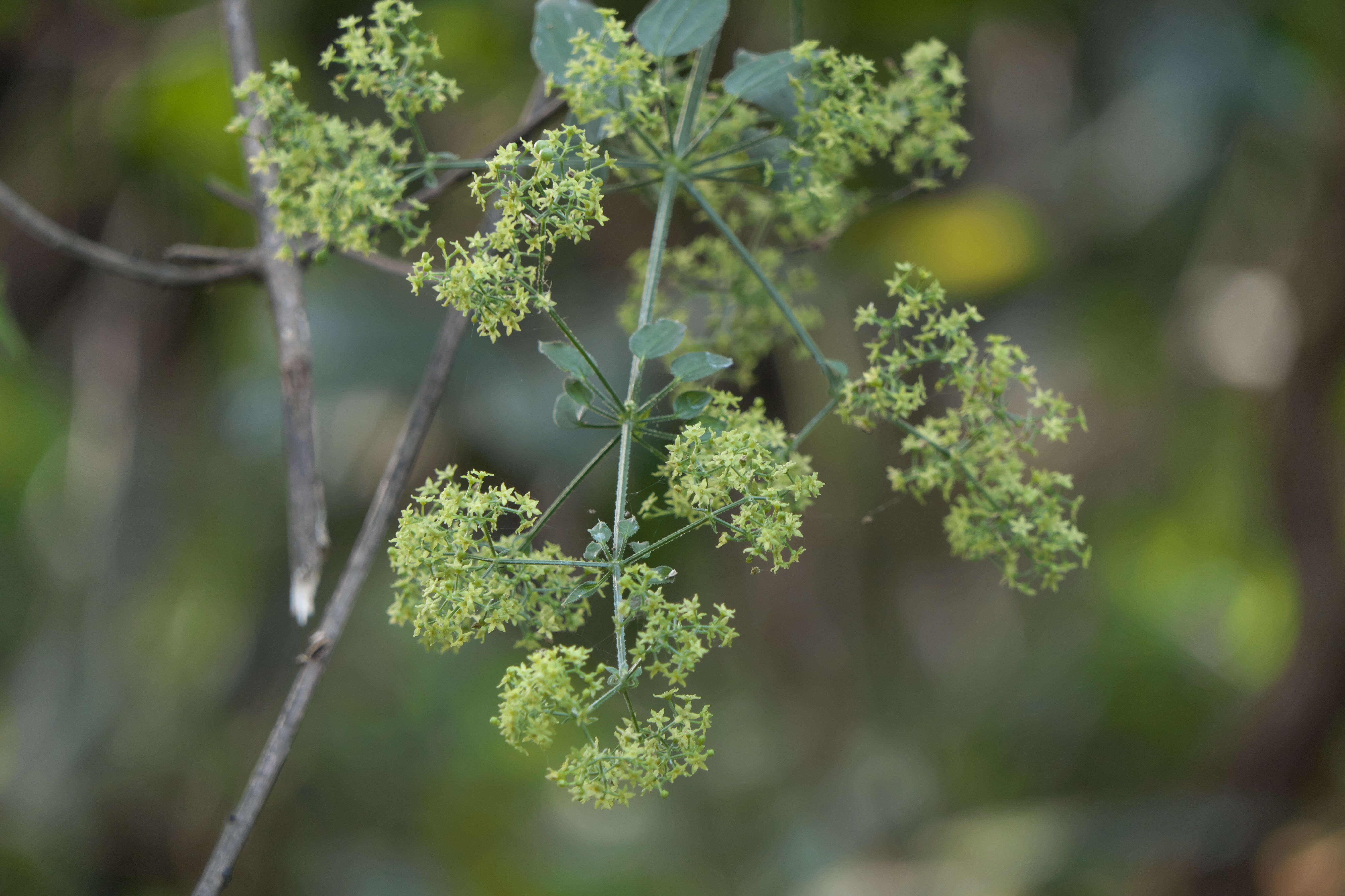 Plancia ëd Rubia cordifolia L.