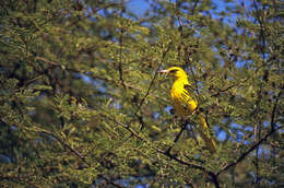 Image of Indian Golden Oriole