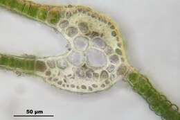 Image of fissidens moss