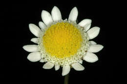 Image of Goose daisy