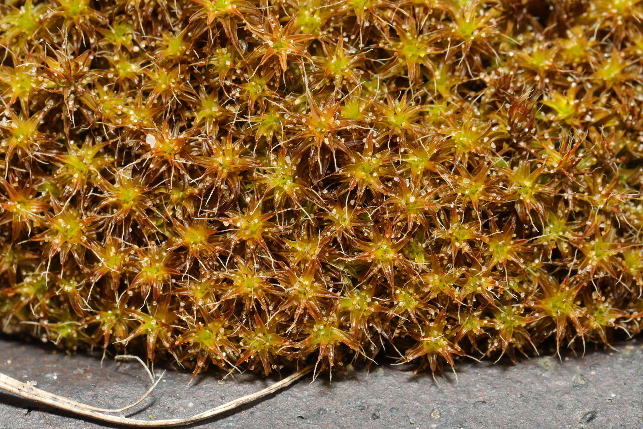 Image of great hairy screw-moss