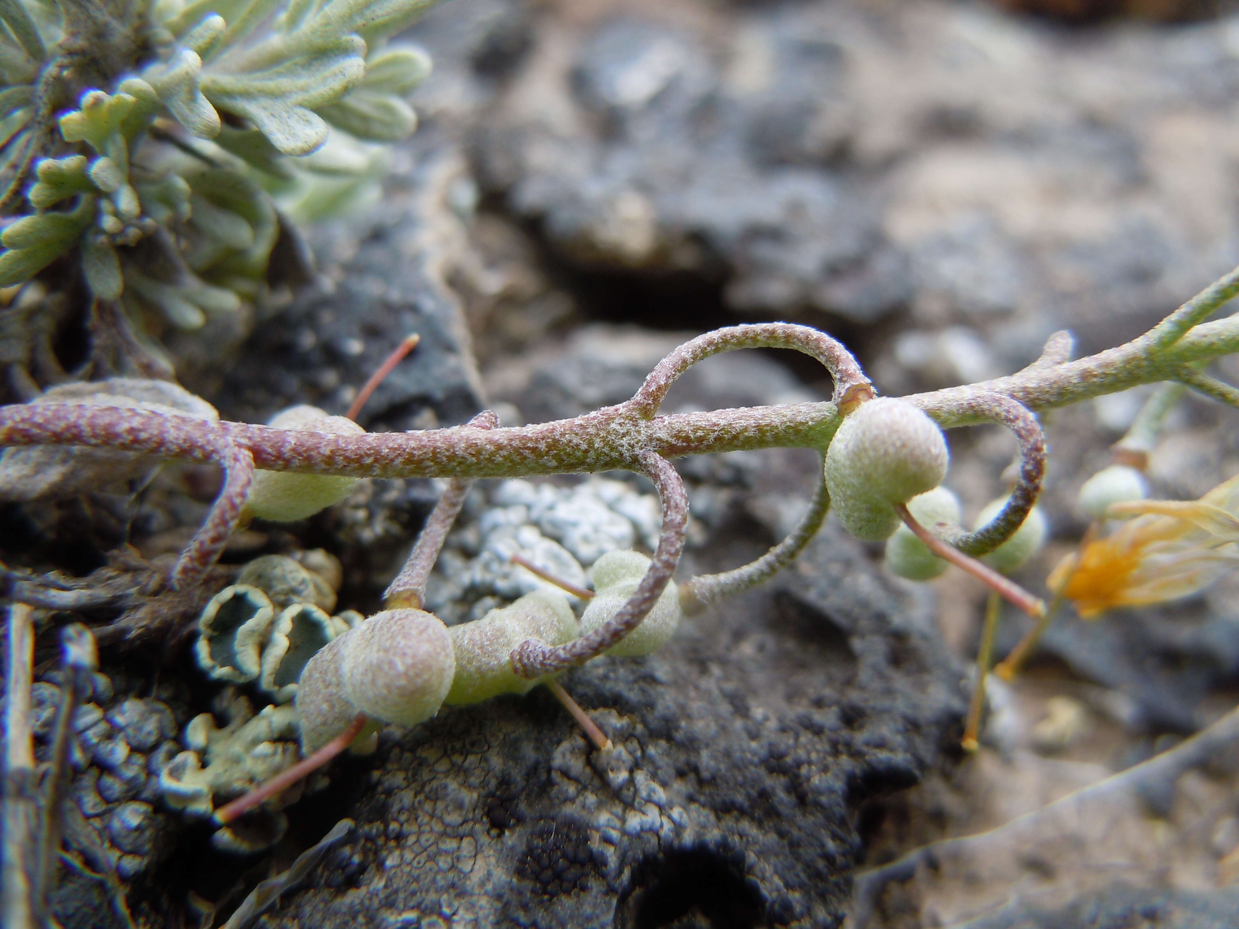 Plancia ëd Physaria ludoviciana (Nutt.) O'Kane & Al-Shehbaz